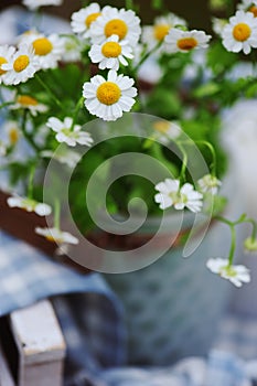 Vertical composition of fresh camomile flowers picked in vintage jar