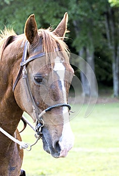 Vertical composition mare horse portrait with bit and bridle
