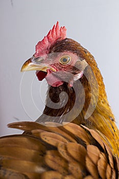 A vertical composition of a red chicken looking over it`s shoulder with ruffled feathers.