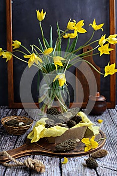 vertical composition. Spring morel mushrooms in a box and yellow wild tulips on a dark wooden background.