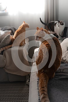 Vertical composition. two domestic cats are sitting on the sofa on the sofa