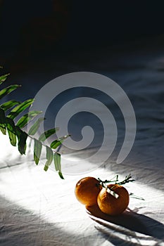 Vertical conceptual still life of tangerines and a fern leaf in the light and shadows