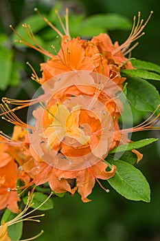 Vertical cose-up of Flame Azalea Flowers â€“ Rhododendron calendulaceum