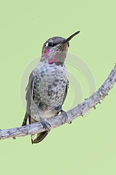 Vertical of Costa`s Hummingbird, Calypte costae, perched