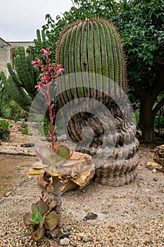 Vertical of cotyledon orbicularis plant and a cactus in the Ethnobotanical Garden of Oaxaca, Mexico. photo