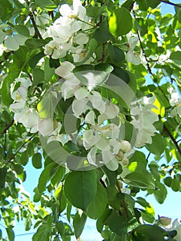 Vertical Crab apple blossoms
