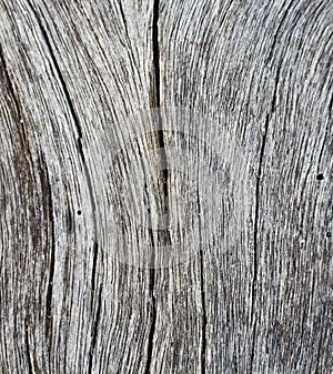 Vertical cracks on wooden texture closeup photo. White and grey wood background.