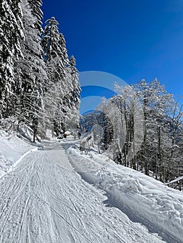 VERTICAL: Cross country skiers explore the forest trails in the idyllic Alps.