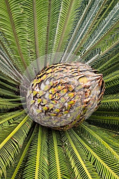 Vertical of a cycad cone growing in the Ethnobotanical Garden of Oaxaca, Mexico. photo