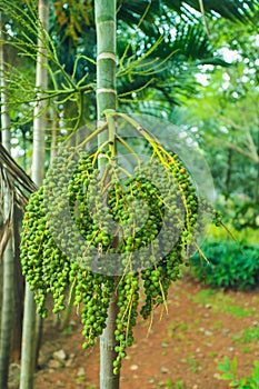 Vertical of a Date palm, Phoenix dactylifera flowering plant captured in India