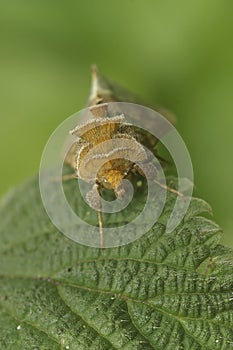 Vertical detailed closeup on the colorful burnished brass owlet moth, Diachrysia chrysitis sitting in the vegetation