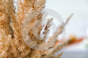Vertical dry pampas grass reed against white wall and curtains. Minimal interior decor concept. Cozy home with dried