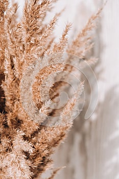 Vertical dry pampas grass reed against white wall and curtains. Minimal interior decor concept. Cozy home with dried