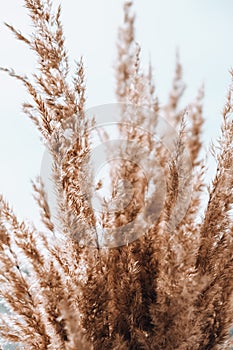 Vertical dry pampas grass reed against white wall and curtains. Minimal interior decor concept. Cozy home with dried