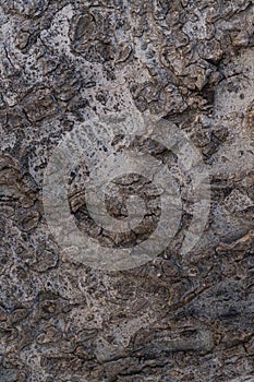 Vertical, evergreen tree bark Macro photo