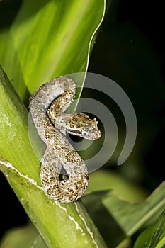 Vertical Eyelash Pit Viper on Branch in Nighttime Jungle
