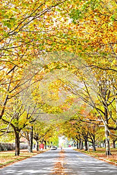 Vertical of falling maple tunnel and road in autumn