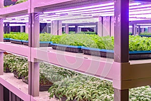 vertical farm Vertical agriculture indoor farm