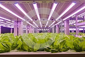 vertical farm Vertical agriculture indoor farm