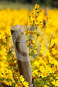 Vertical Fence Post in Field Yellow Wildflowers