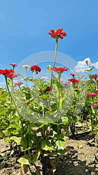 Vertical Field of Zinnia flowers and sky mostly red