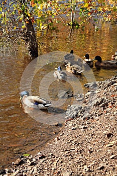 Vertical file of Fall leaves and mallard ducks in lake