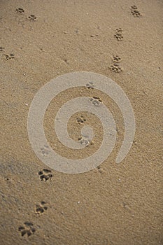 Vertical filled frame close up background wallpaper shot of dog paw foot prints on a yellow sand beach surface forming beautiful