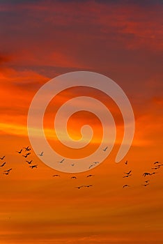 Vertical of a flock of birds flying in the beautifully glowing sunset sky