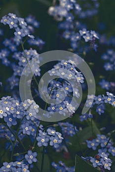 Vertical floral bacground with forget-me-not flowers in grey blue toned
