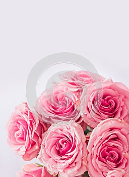 Vertical floral background. Delicate postcard, frame with pink roses close-up on a white background. Space for text