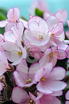 Vertical floral background with a light pink lilac colored blossoming african violet flowers saintpaulia. Thumbelina