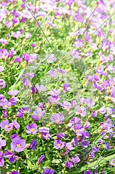 Vertical floral background with small violet Aubrieta flowers photo
