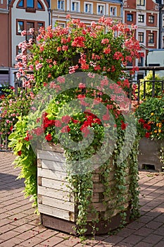 Vertical flower bed in the urban environment of city. Flowers and greenery in landscape design. Modern city floristry.
