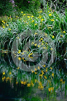 Vertical flower reflections on water river shore impressionist garden pond grass