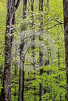 Vertical-Flowering Dogwood Tree amid new growth in the Smokies.