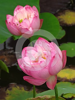 Vertical focus shot of a couple of divine lotus flowers surrounded with lotus ponds