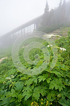 Vertical-Fog surrounds the visitor`s center at Logan`s Pass.