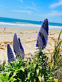 Vertical of foilage Pride of Madeira flowers on sandy beach by the sea on a sunny day