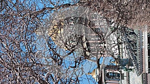 Vertical footage of Colonnade of St. Isaacs Cathedral through branches of trees without leaves in the sunny weather, the