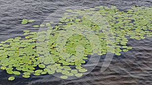 Vertical footage of floating water lily stalks, reflection of the sky on the water, calm and quiet