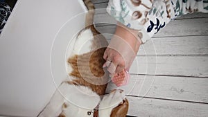 Vertical footage of a woman using a steam brush on her red cat, demonstrating the benefits of proper grooming. Ideal for pet care