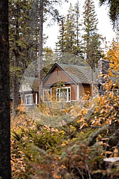 Vertical of forest cottages captured in autumn with yellow foliage