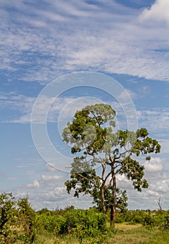 Vertical format nature landscape for background use