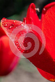 Vertical format photo of red tulip as floral background. A lot of small waterdrops on red tulip flower petals