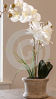 Vertical frame Beautiful indoor potted orchid with delicate white flowers on a wooden table