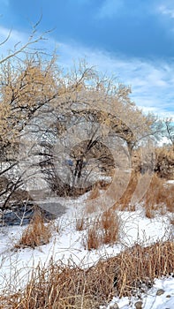 Vertical frame Brown grasses and trees with leafless branches on snow covered land in winter