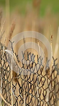 Vertical frame Close up of chain link fence and slim brown grasses on a sunny day