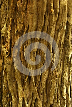 A vertical frame of dried tree skin stem texture background.