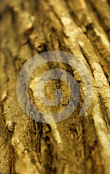 A vertical frame of dried tree skin stem texture background.