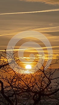 Vertical frame Eerie trees with leafless branches against golden sun and cloudy sky at sunset